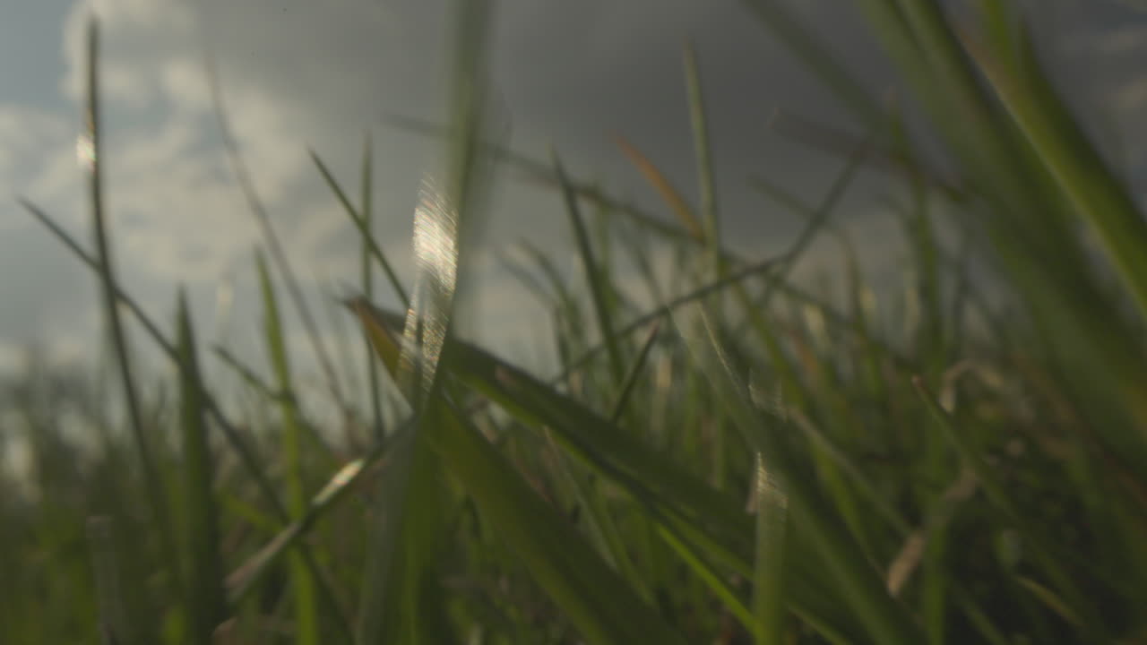 Close-up view of grass on a cloudy day