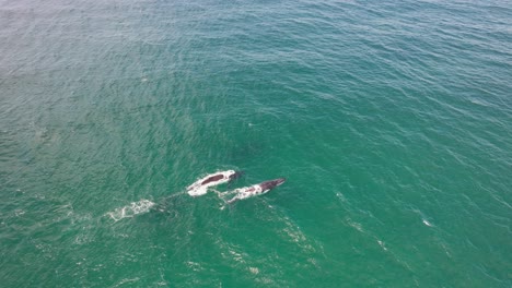 Dos-Ballenas-Jorobadas-Nadando-A-Cámara-Lenta-Bajo-La-Superficie-Del-Mar