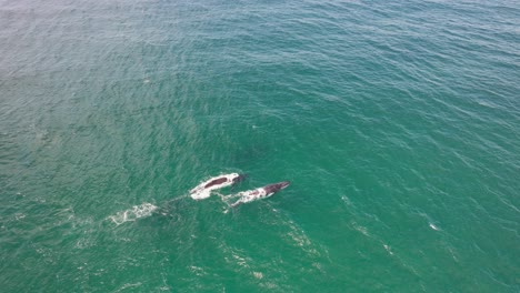 dos ballenas jorobadas nadando en cámara lenta bajo la superficie del mar