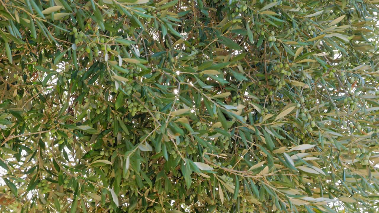 그리스 아기아 소피아 해변 근처에 있는 올리브 나무의 무성한 잎사귀에 의해 캐노피된 햇빛