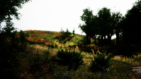 mañana de verano brumosa en las montañas