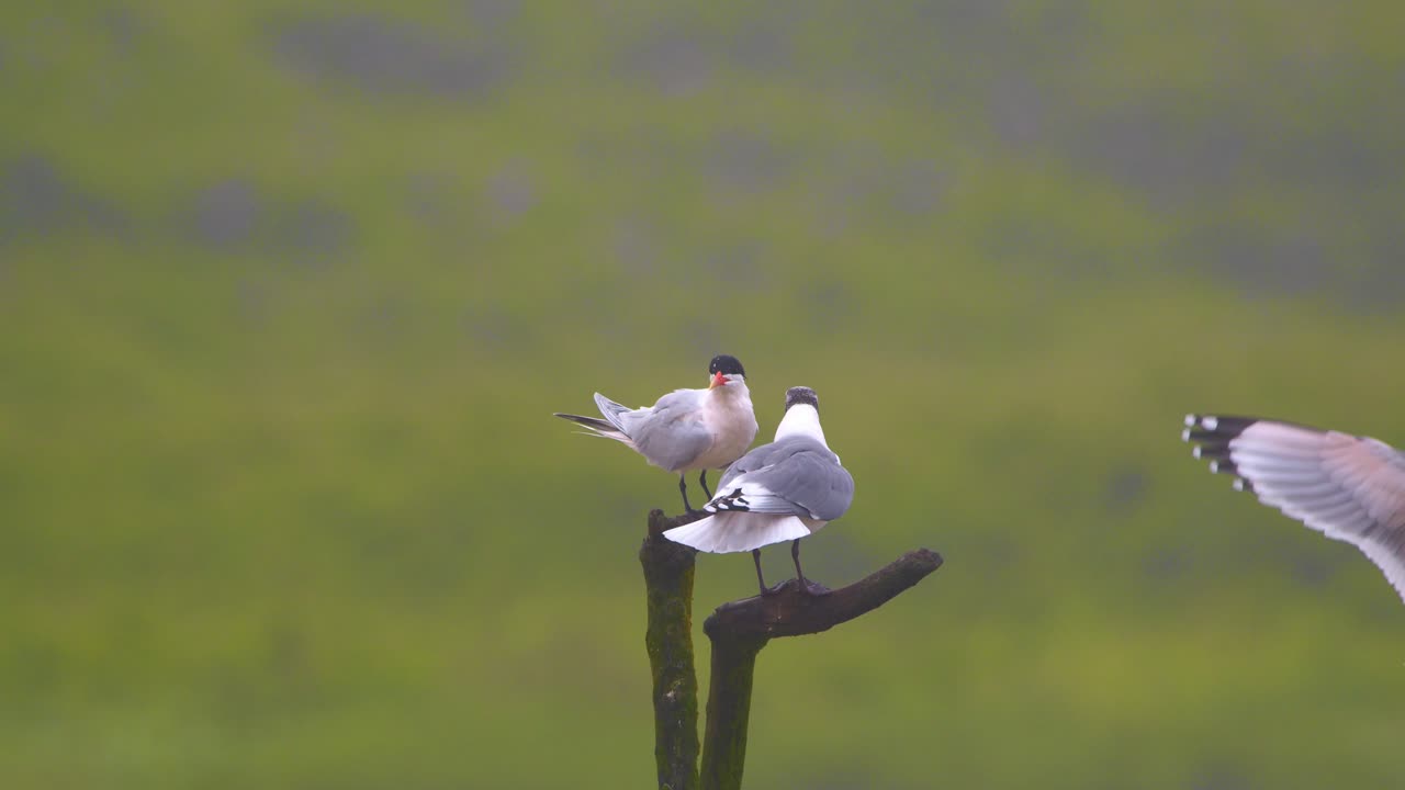 Elegant tern landing beside Franklin's gull on dry log in wetland, Pantanos de Villa, Peru