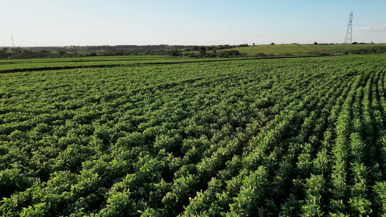 flying close to a green soybean plantation during the season in a sunny day - Agriculture region of Sao Paulo's countryside - Brazil