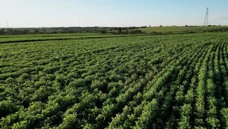flying close to a green soybean plantation during the season in a sunny day - agriculture region of sao paulo's countryside - brazil