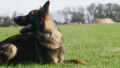 Shepherd-dog-relaxing-in-the-farm-4k