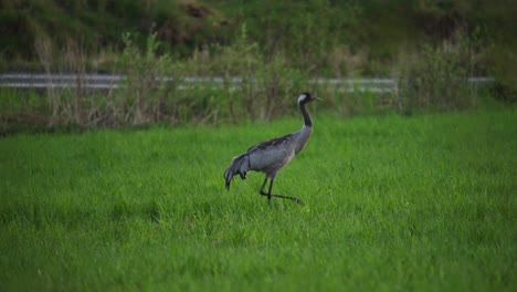 eurasian crane large bird walking on verdant grassy ground