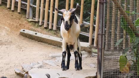 young goat in a zoo enclosure