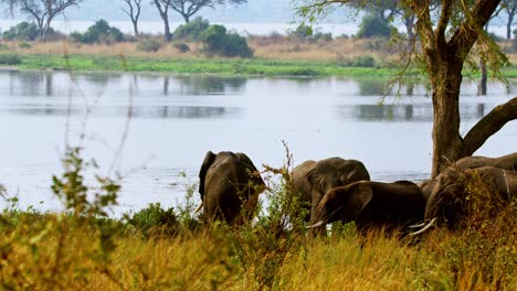 family of elephants standing by the nile river in daytime in murchison falls national park, uganda. - wide shot