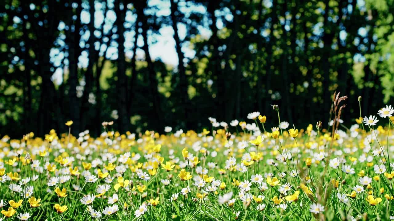 Low-angle view of a vibrant meadow with yellow and white flowers against a backdrop of dark trees