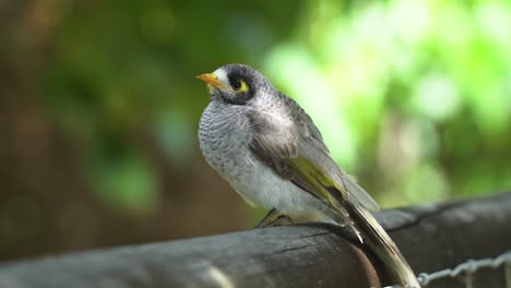 Die-Wilde-Laute-Bergfrau-Manorina-Melanocephala-Bläht-An-Einem-Windigen-Tag-Ihre-Brustfedern-Auf,-Um-Warm-Zu-Bleiben,-Während-Das-Schöne-Sonnenlicht-Durch-Das-Laub-Scheint,-Nahaufnahme-Im-Australischen-Stadtpark