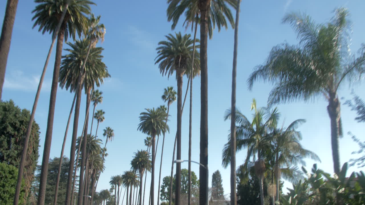 Bella carrellata di palme a Los Angeles (Beverly Hills). Giornata estiva soleggiata nella città delle stelle. Panoramica verticale dall'alto verso il basso. Filmato professionale in 4K (steady cam), POV da un'auto