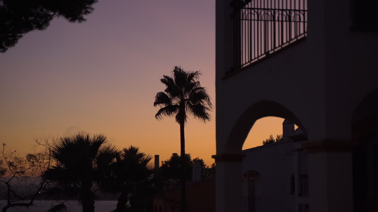Palm tree in wind on a late evening night in Mallorca. Beautiful colors in sky from sunset. Handheld shot.
