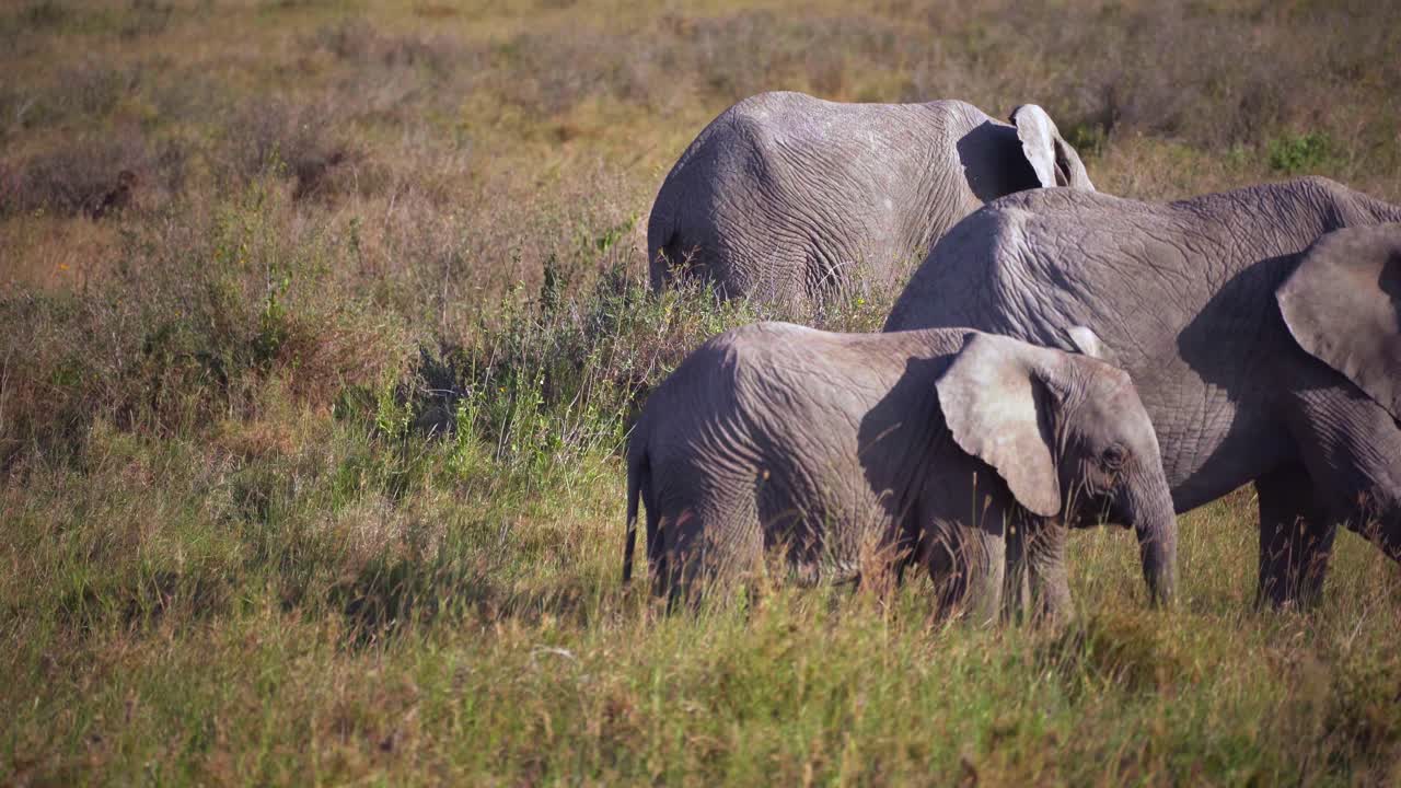En afrikansk elefantfamilie står sammen på savannen i Tanzania. Fredelig safari-dyrelivsscene, der viser voksne og kalve, der knytter bånd i deres naturlige græslandshabitat.