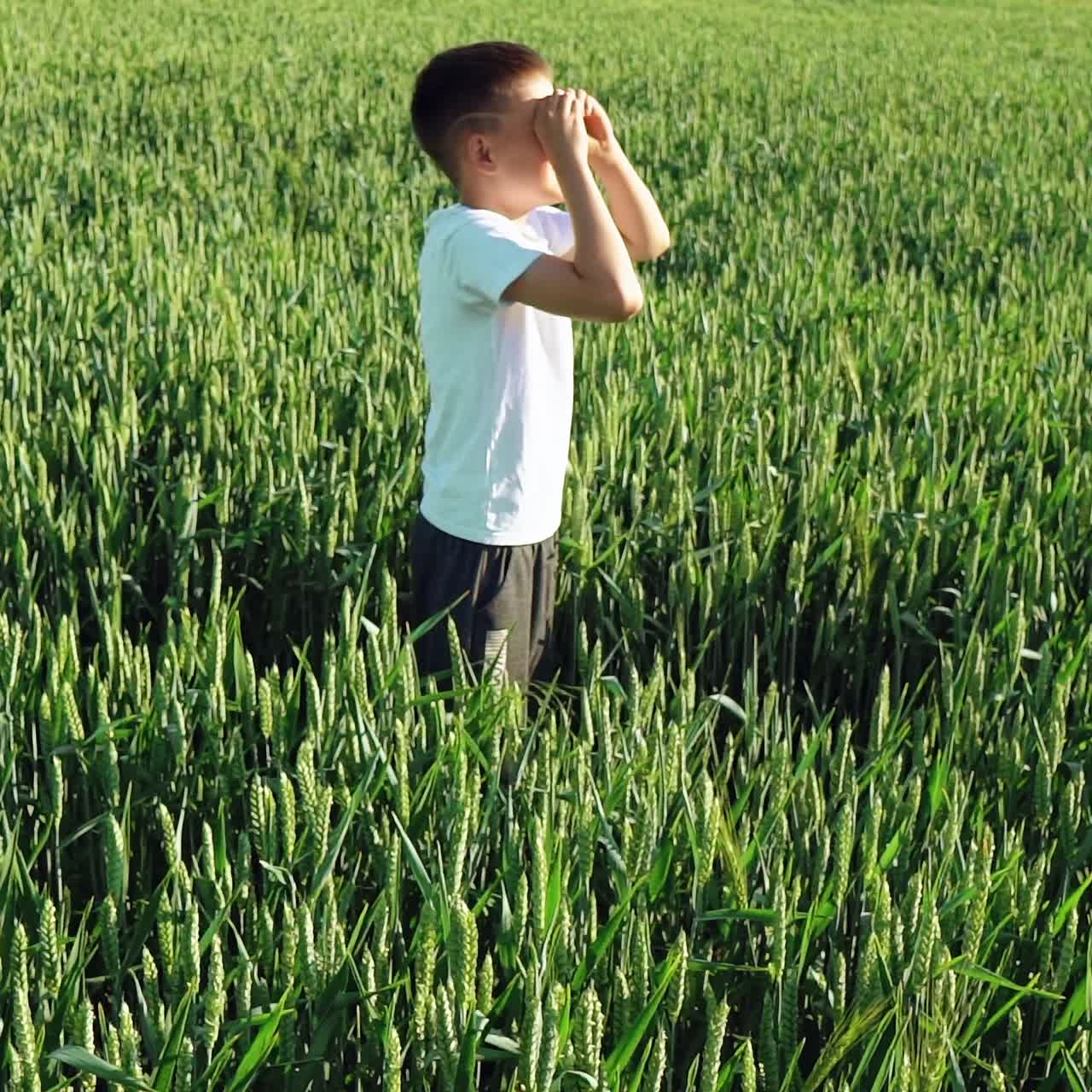 Little boy is walking along the wheat field at sunset.
