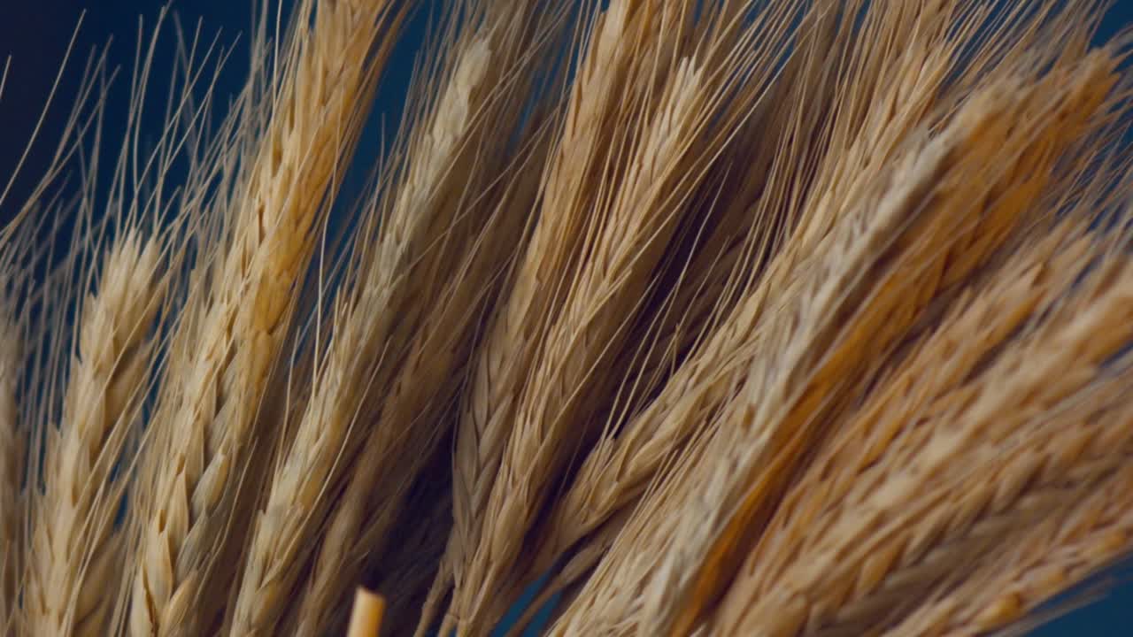 la luz del sol en las espigas de trigo cambia de intensidad y brillo