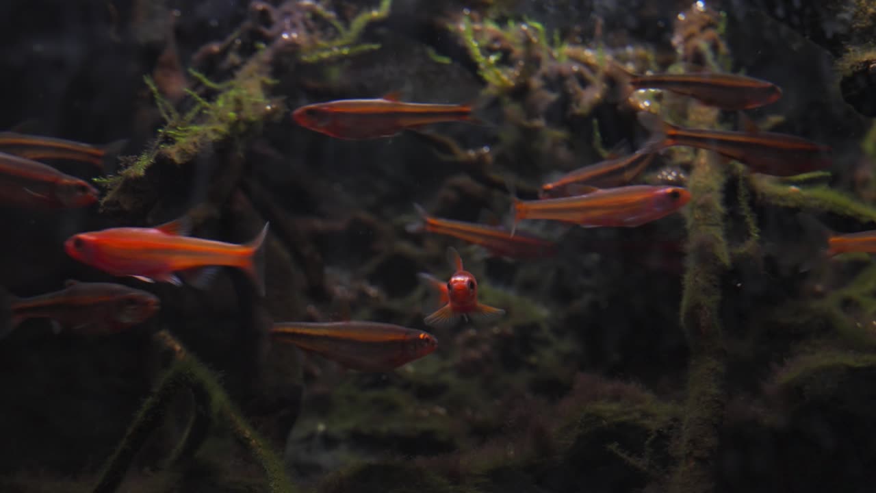 A large, colorful school of small orange and red minnows moves quickly in unison against a dark, silt-covered background in an indoor aquatic exhibit