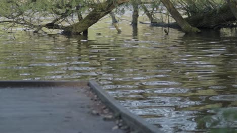 trees overhanging in countryside park lake