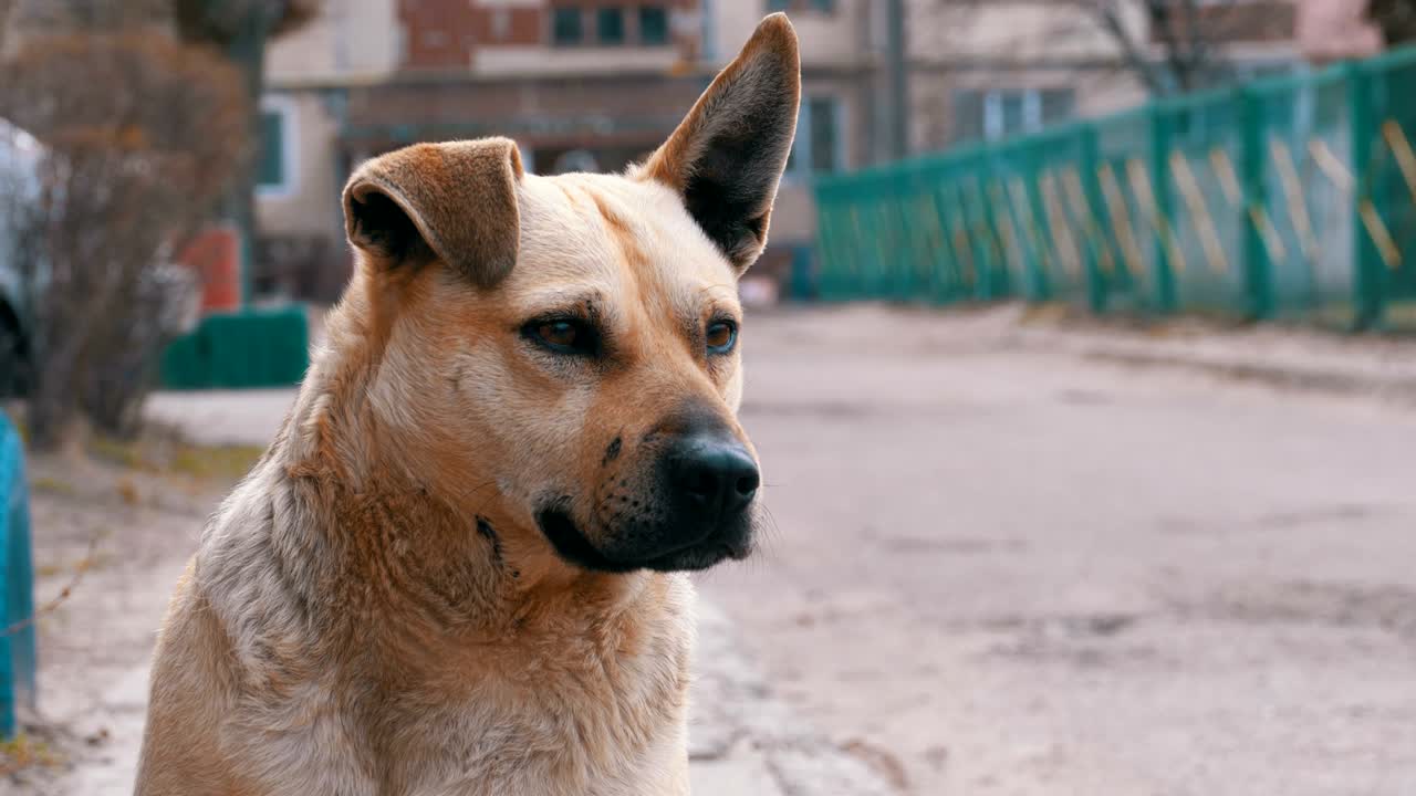perro callejero en la calle de la ciudad. cámara lenta