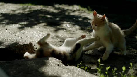 cat fight. two young cats fighting on the floor