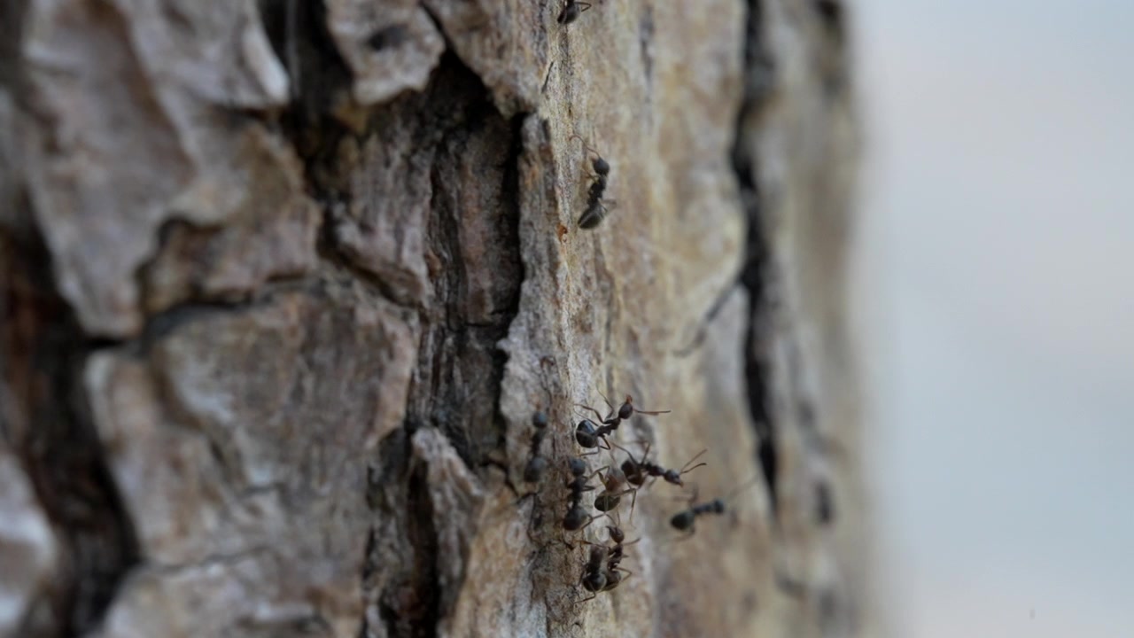 Un video macro al rallentatore di formiche che salgono e scendono il tronco di un albero.