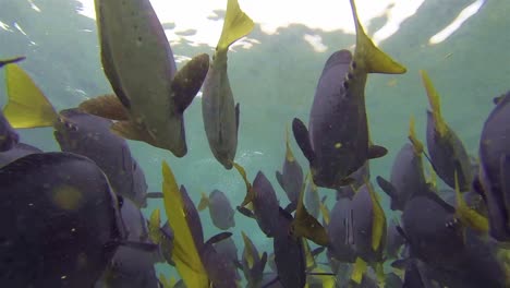 厄瓜多爾加拉帕戈斯國家公園聖地牙哥島附近的剃刀外科醫生魚的水下影片