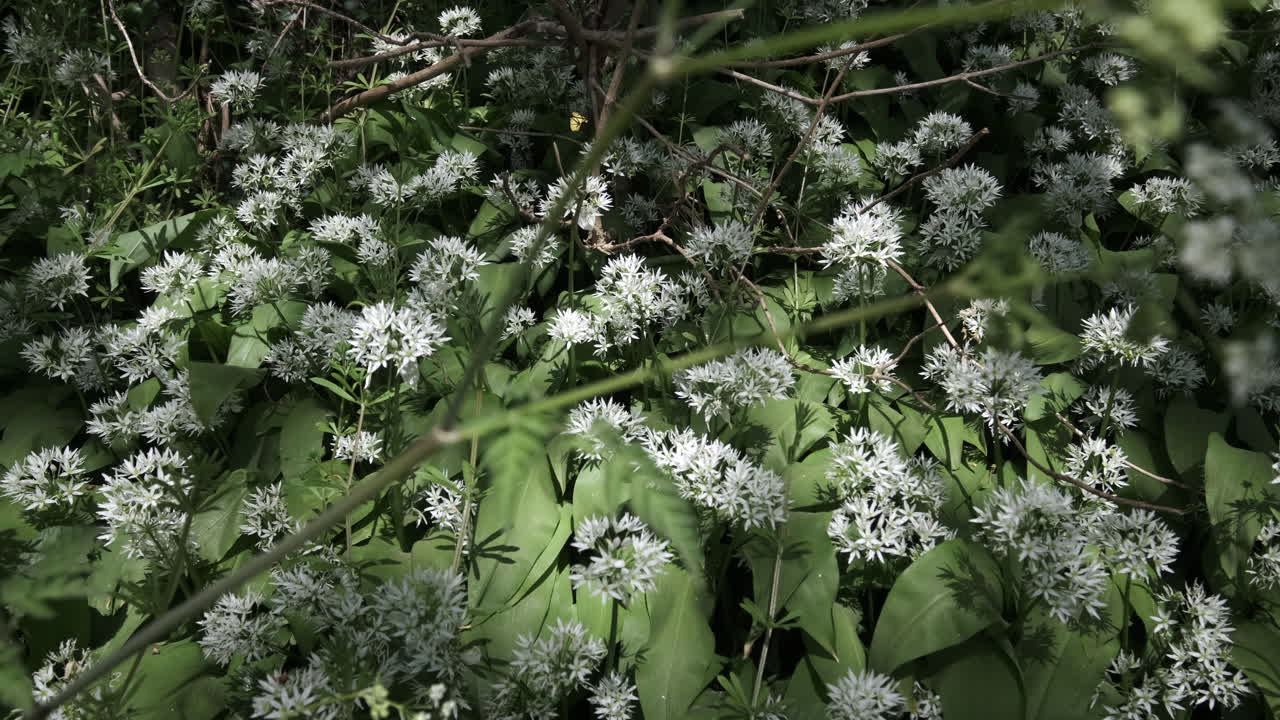 delicado ajo silvestre que crece en el campo, warwickshire, inglaterra