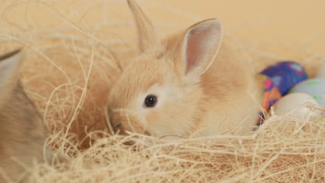 Puffy-easter-baby-Bunnies-snuggling-together-amid-nest-of-hay---Close-up-shot