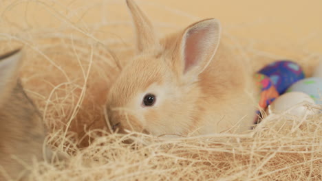 hinchados conejitos de pascua acurrucados juntos en medio de un nido de heno - primer plano