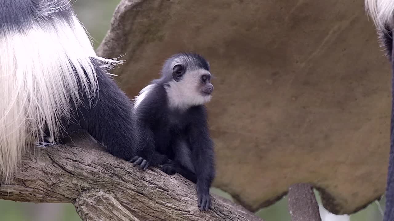 colobuses juveniles en blanco y negro en la rama de un árbol durante el día