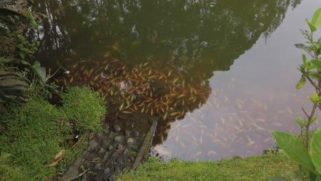 School-of-yellow-carps,-nile-tilapia,-and-goldfish-on-the-side-of-the-pond-water-habitat