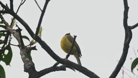 Camera-zoomz-out-of-a-black-crested-Bulbul-perched-on-a-tree-branch-in-Khao-Yai-National-Park,-Thailand