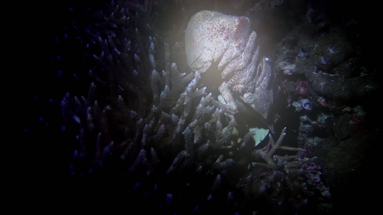 Slipper lobster crawls over coral at night on a tropical reef.