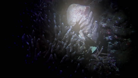slipper lobster crawls over coral at night on a tropical reef.