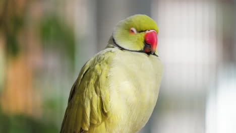 Green-Ring-necked-Parakeet-Yawning-perched-in-Osan-Birds-Park---head-close-up