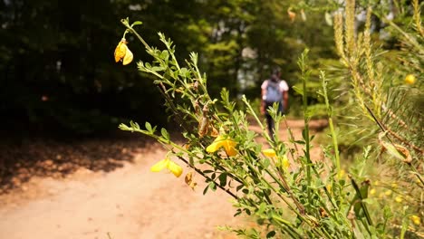 mujer joven caminando por un sendero en la mesa del diablo en el bosque del palatinado, alemania