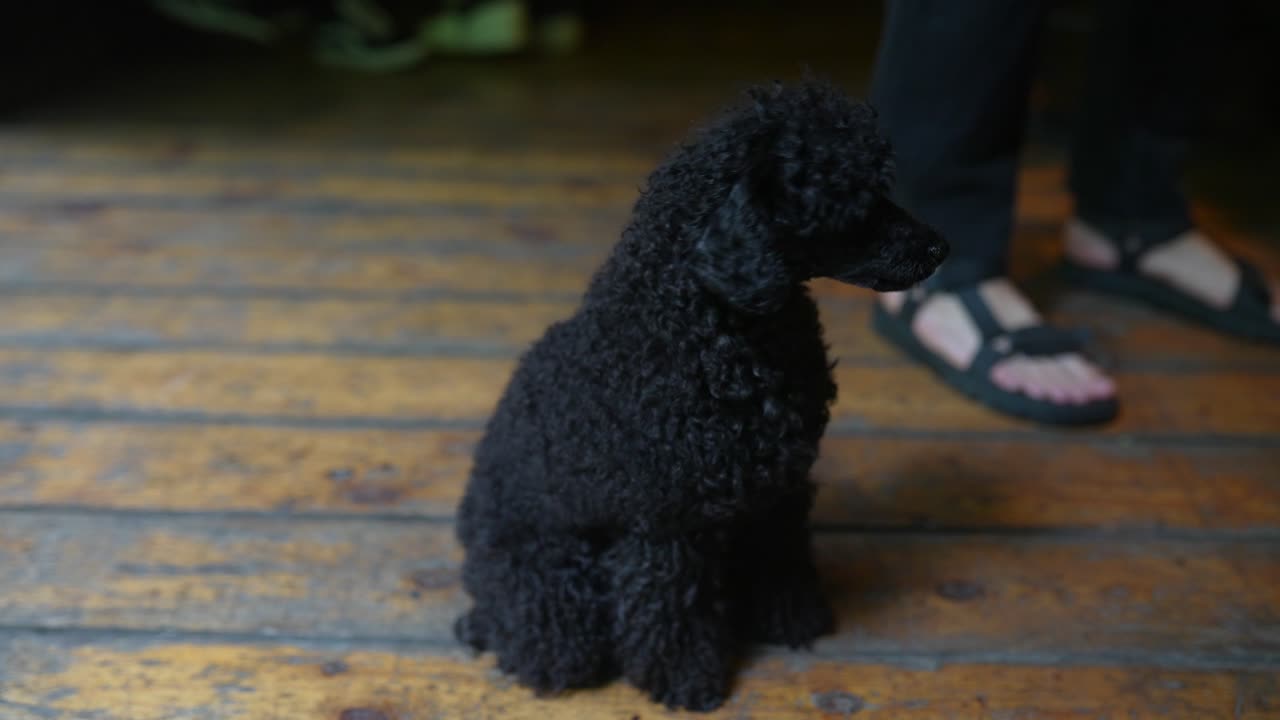 나무 바닥 에 앉아 있는 검은 푸들