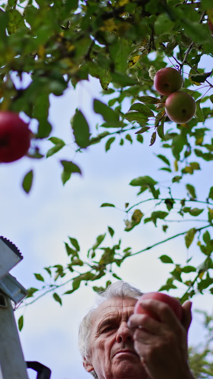Farmer picks up red apples trying to reach the highest branches. Man stands on the ladder with a box of apples on the top. Low angle view. Vertical video