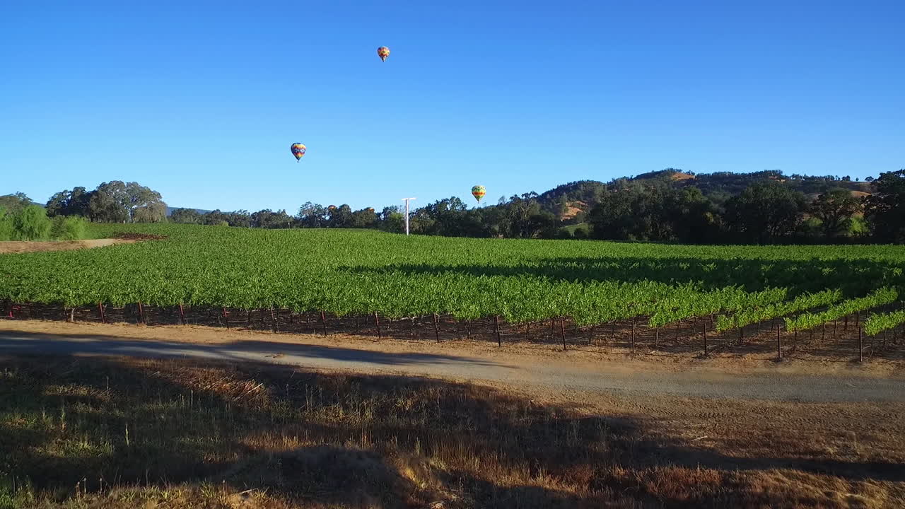 거리 3에 열기구가 있는 캘리포니아 북부 소노마 카운티의 포도밭 줄지어 있는 저공