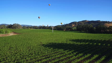 Una-Antena-De-Poca-Altura-Sobre-Hileras-De-Viñedos-En-El-Condado-De-Sonoma,-En-El-Norte-De-California,-Con-Globos-De-Aire-Caliente-En-La-Distancia-3