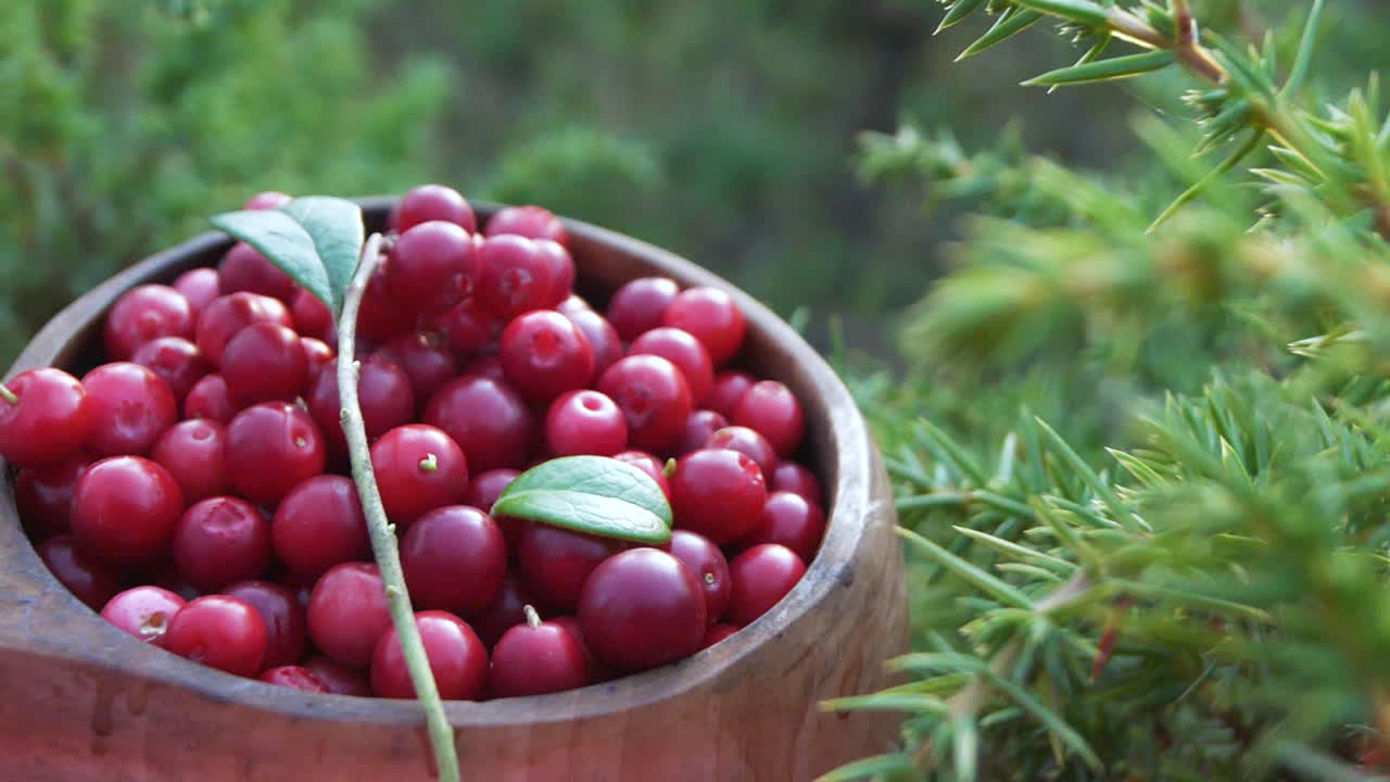 primer plano, taza de bayas de lingon recolectadas en un bosque de pinos nórdicos