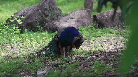 a peacock grooming its feathers