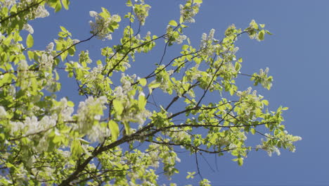 Blooming Bird Cherry Tree with Blue Sky