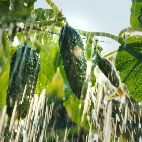 cucumbers on garden bed are watered