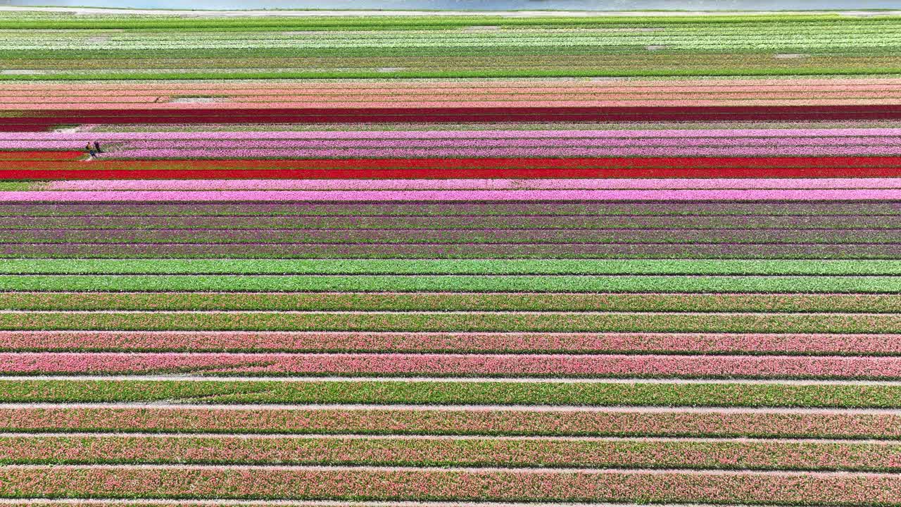 네덜란드의 다채로운 립  위로 드론 비행