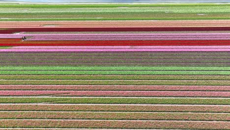vuelo de avión no tripulado sobre coloridos campos de tulipanes en los países bajos