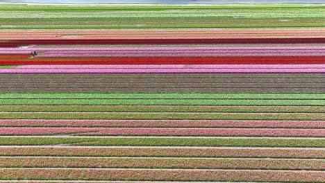 drone flight over colorful tulip fields in the netherlands