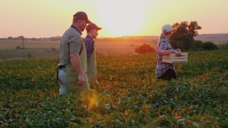 a group of workers harvest in the field carry boxes of vegetables organic products from the family f