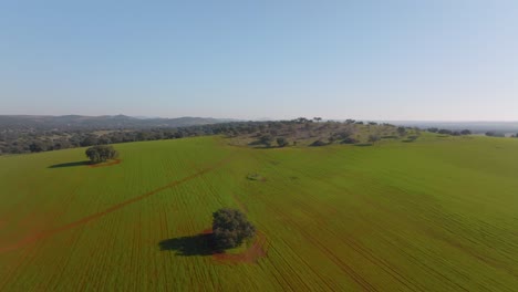 open field with trees on spanish farmland