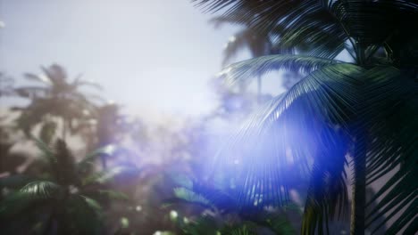 Sunset-Beams-through-Palm-Trees