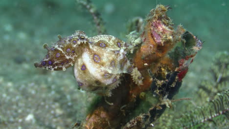 pulpo hembra de anillos azules con huevos sentados en un trozo de coral en el fondo arenoso, plano medio